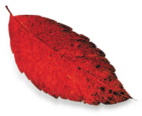 urban-forests-leaf-red