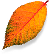 urban-forests-leaf-orange