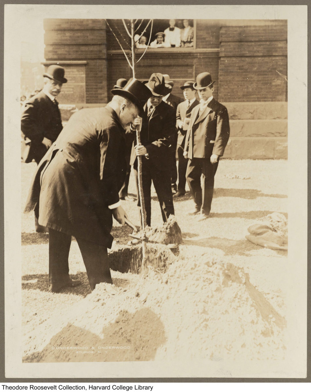 President Theodore Roosevelt planting a tree in Fort Worth, Texas, in 1905.