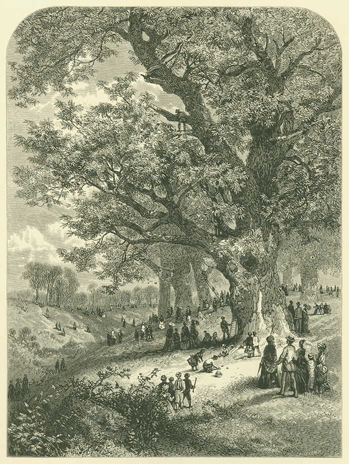 Philadelphia’s Fairmount Park was the scene for Gathering Chestnuts by J. W. Lauderbach. This engraving appeared in the Art Journal, 1878.