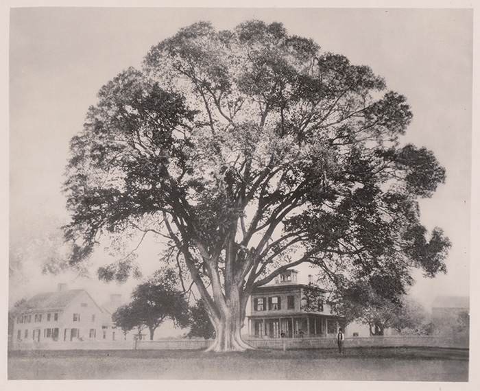 The famous Wethersfield Elm in Connecticut, circa 1860.
