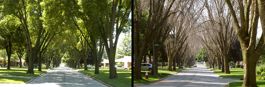 Death by emerald ash borer. Belvedere Drive in Toledo, Ohio, in June 2006 (left) and June 2009 (right).