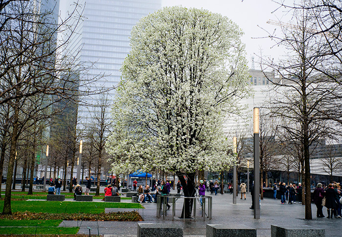 The Survivor Tree at Ground Zero in Manhattan in 2016.